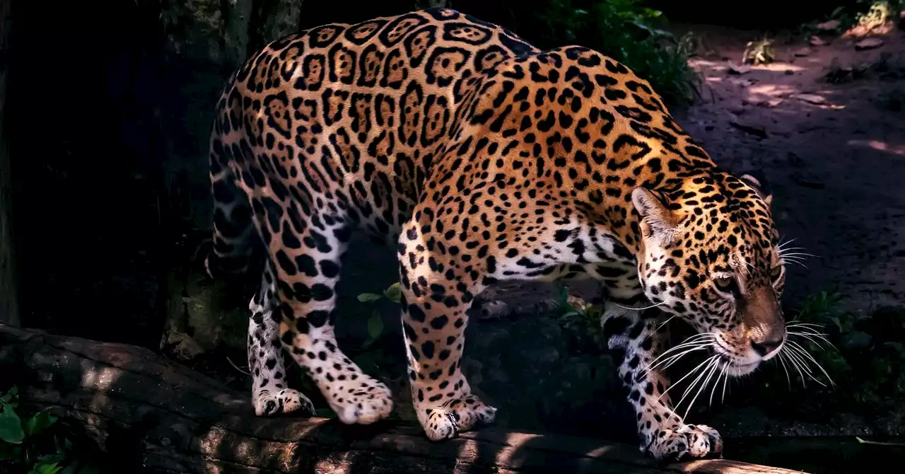 How the Jaguar, King of the Forest, Might Save Its Ecosystem