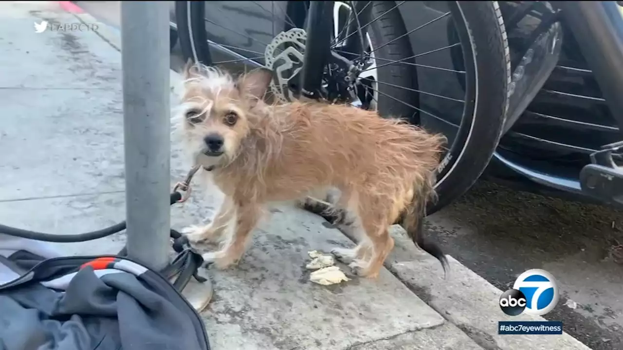 Dog lost during downtown LA hit-and-run reunited with owner, drivers still on the loose