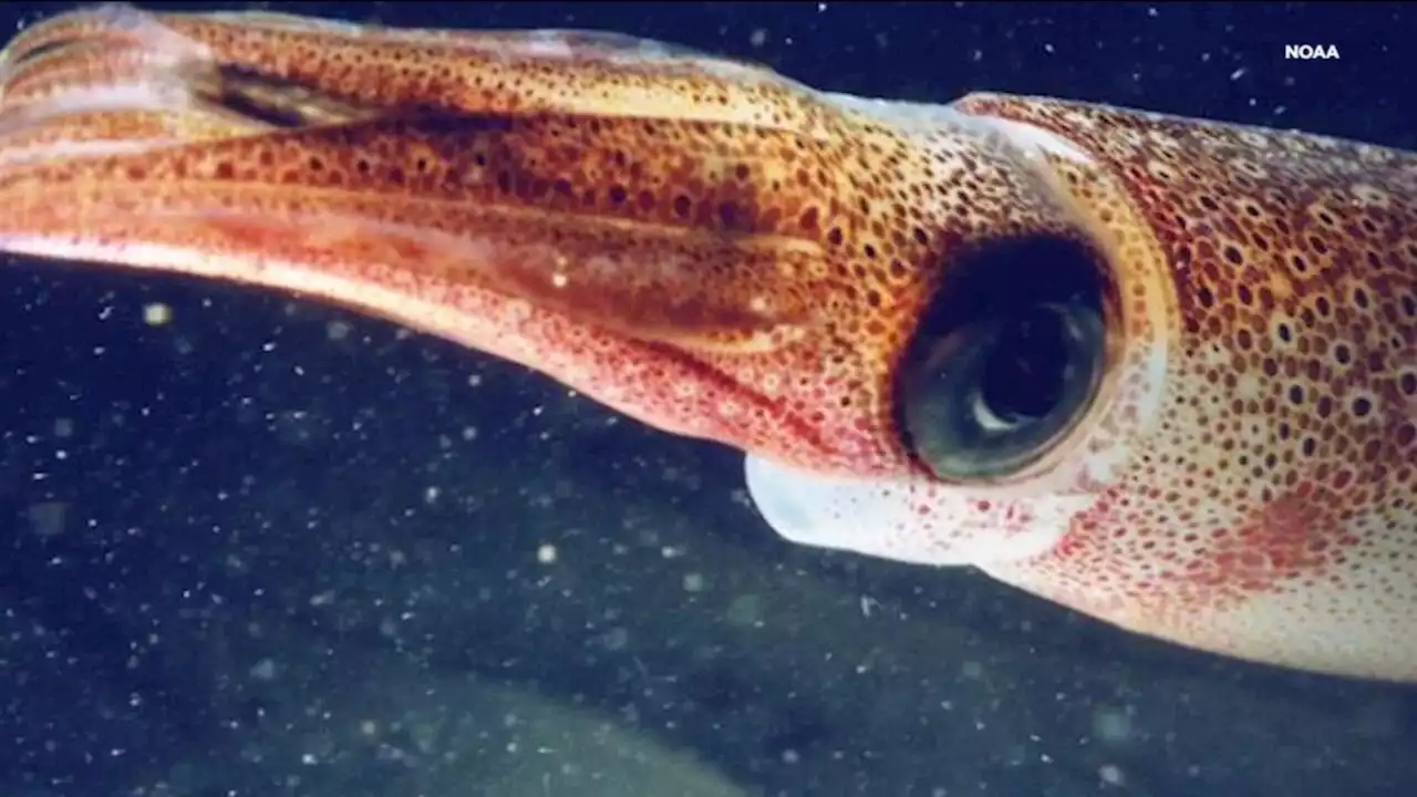 Stanford researchers track squid migration mystery as sea creatures appear in Gulf of Alaska