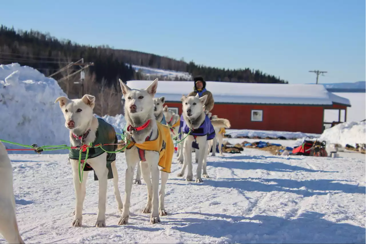 Hugh Neff scratches from Iditarod halfway into the race - Alaska Public Media