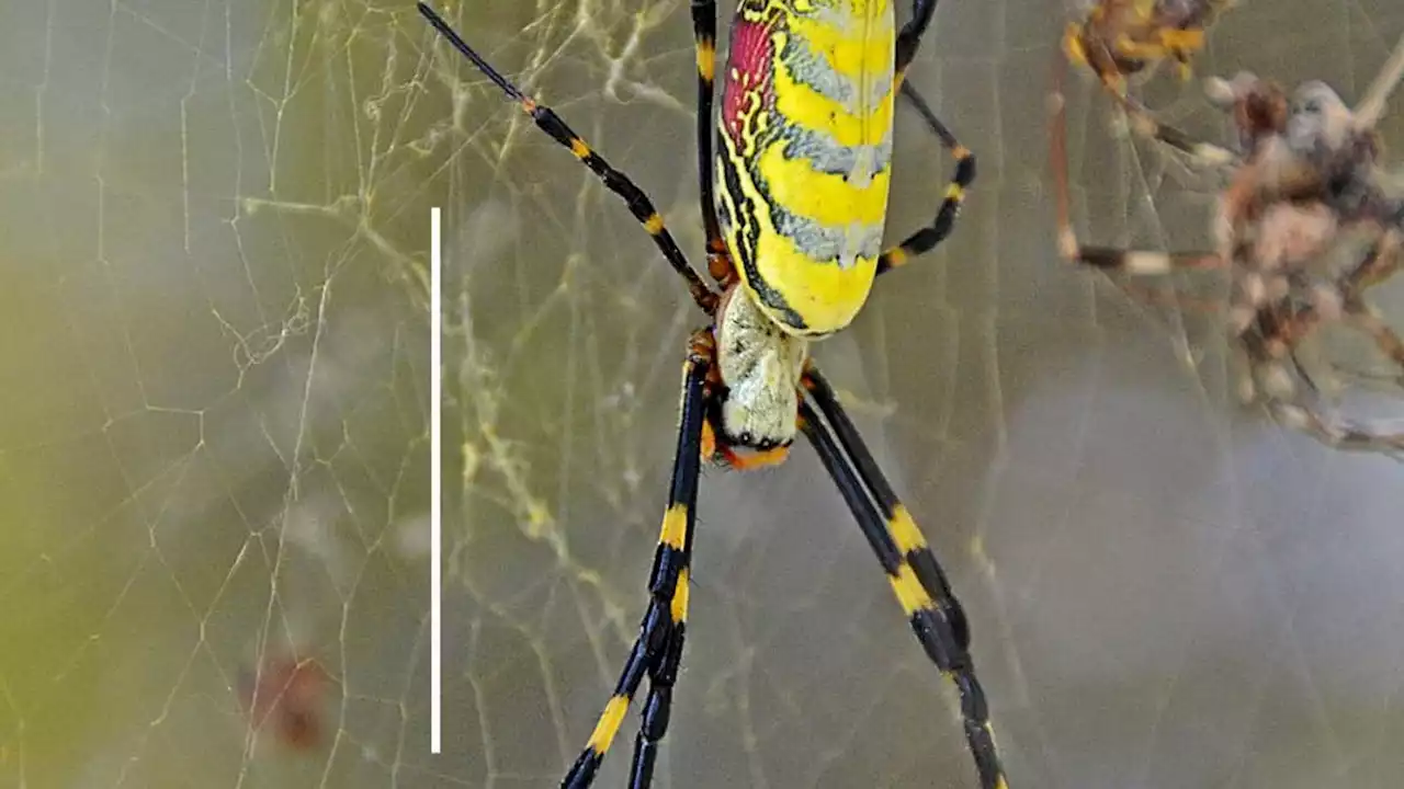 Will a parachuting spider that's overtaking Georgia come to Arizona? We asked experts