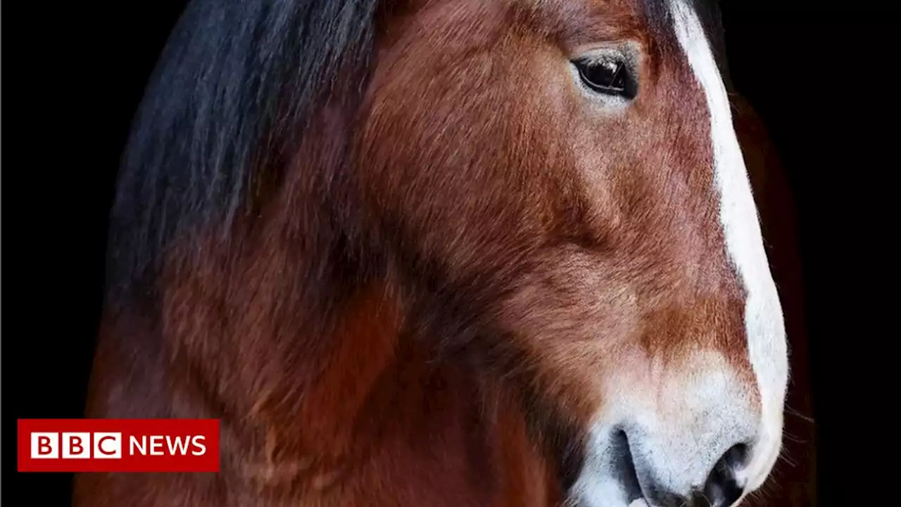 National Shire Horse Show returns for first time since 2019