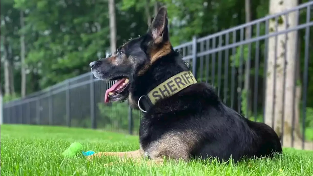 K-9 Felon retires from Portage County Sheriff’s Office after 8.5 years