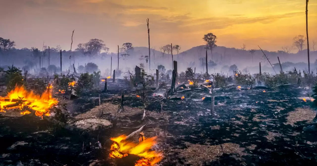 Amazon Deforestation Hit Record High in February—Up 62% From 2021