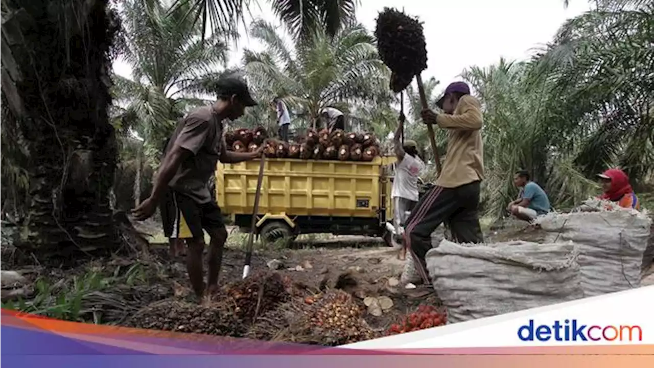 Pengusaha Keberatan Aturan DMO Sawit 30%, Fakta Ini Diungkap