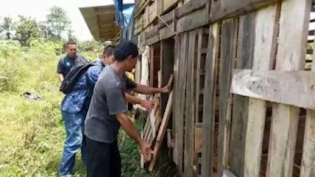 Rusak Pagar dan Gembok, Pencuri Gasak 9 Ekor Kambing