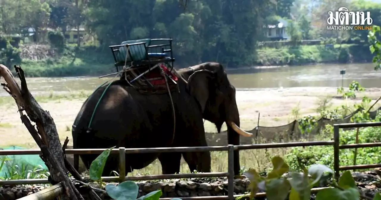 โควิด 19 กระทบปางช้างกระเหรี่ยงรวมมิตร งดงานใหญ่วันช้างไทย