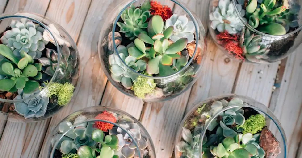 Build A Living Landscape With Our Complete Guide To Terrarium Plants