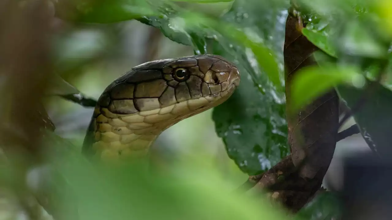 The king cobra is likely a ‘royal family’ of four species