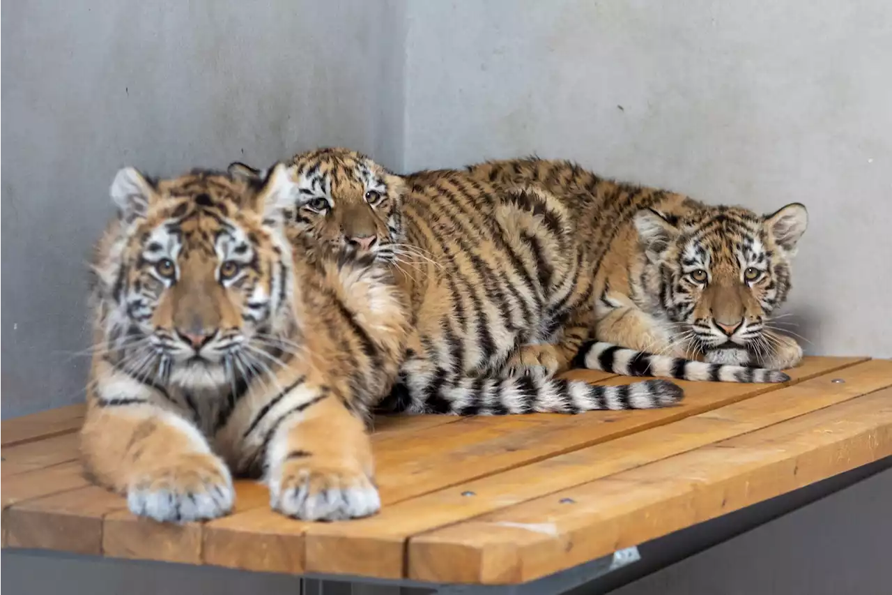 Video shows tigers rescued from Ukraine zoo safe in Poland