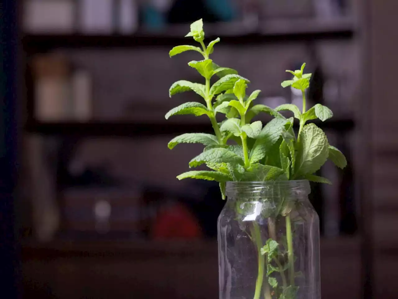 6 ways to magically regrow vegetables in only water