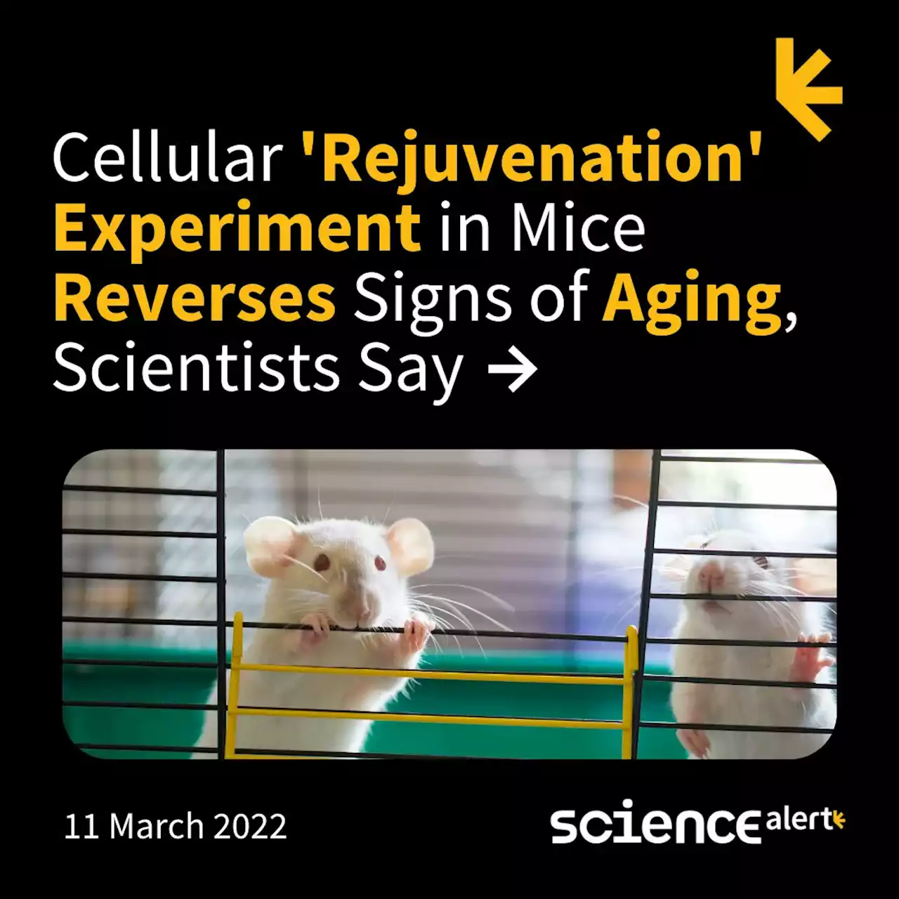 Cellular 'Rejuvenation' Experiment in Mice Reverses Signs of Aging, Scientists Say