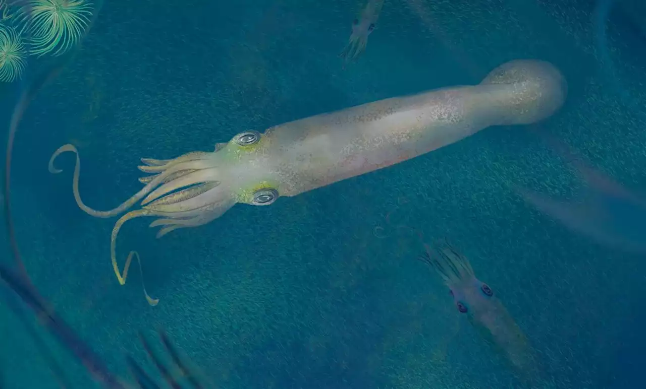 Carboniferous Vampire-Squid-Like Cephalopod Had Ten Arms | Sci-News.com