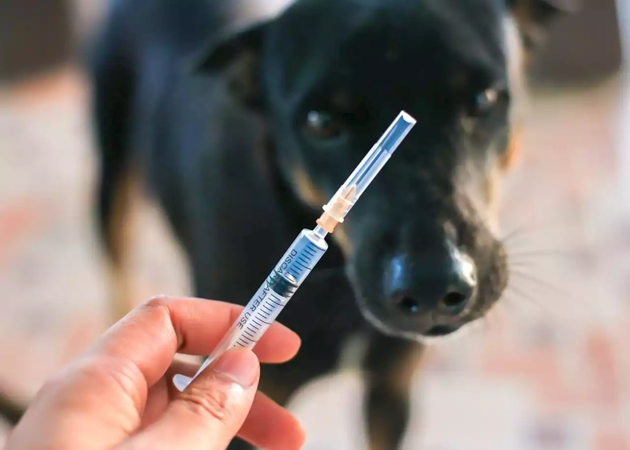 Cape Town rabies: Strand pet owners urged to have animals vaccinated