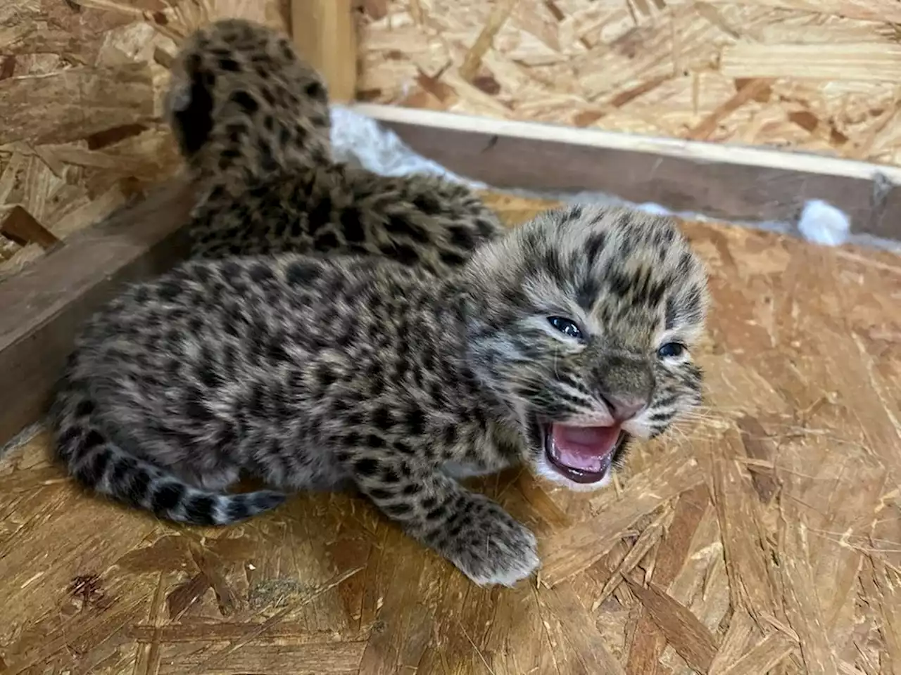 Two endangered Amur leopard cubs born at Illinois zoo