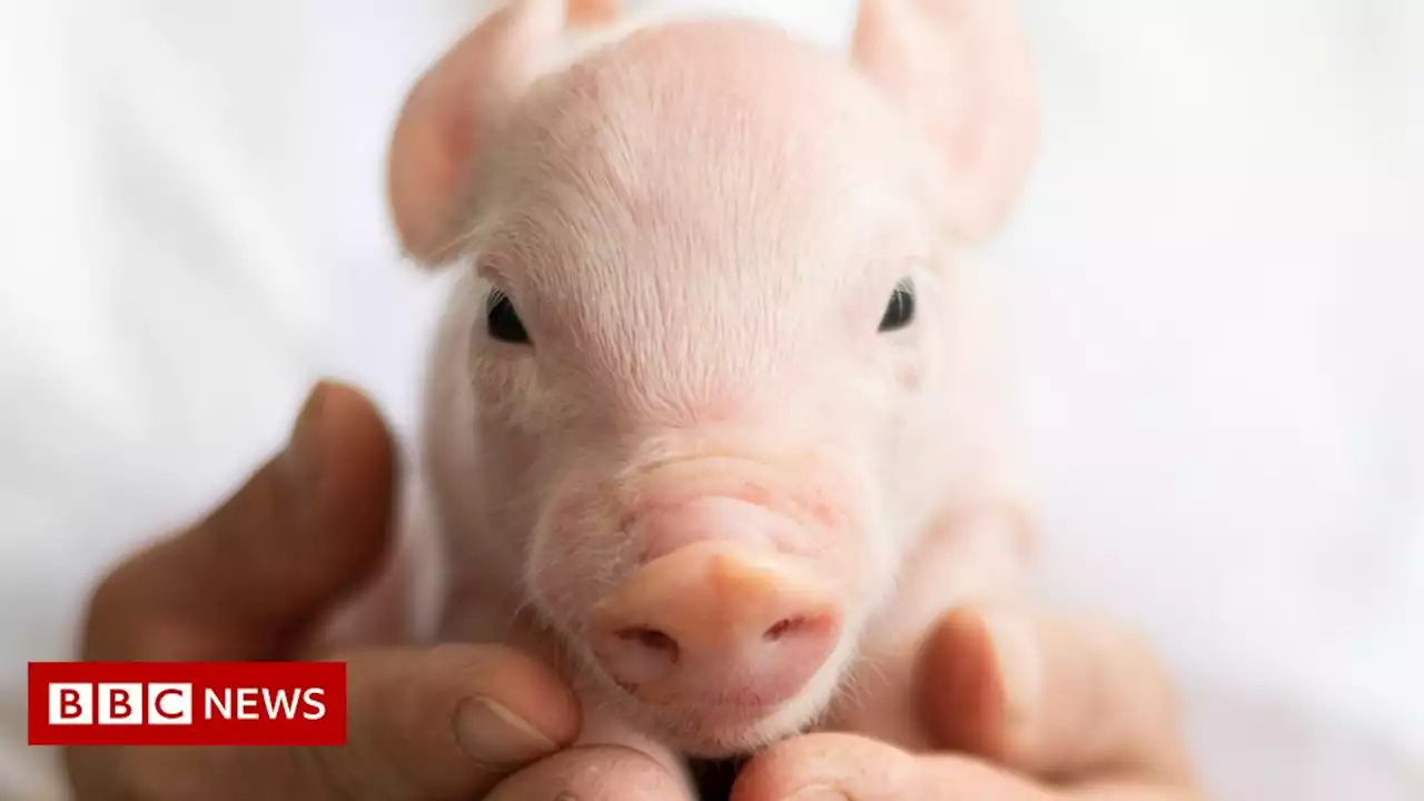 Xenotransplantation: Are pigs the future of organ transplants?