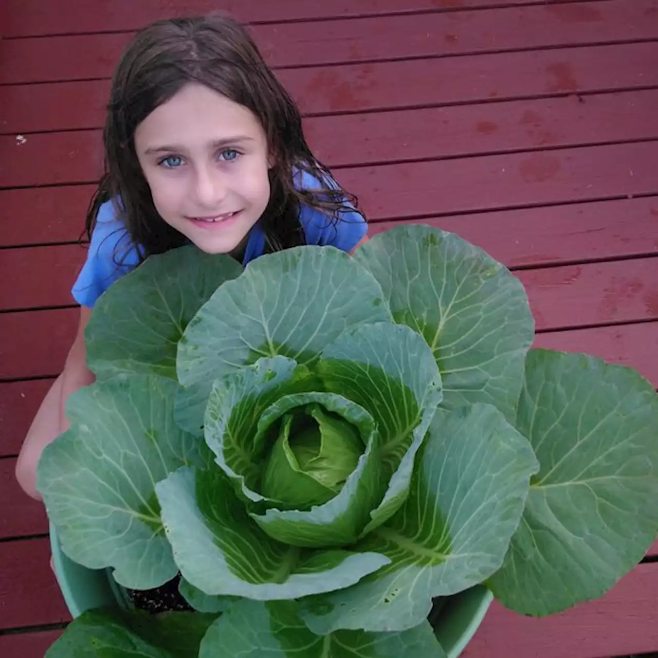 A Palos Hills student’s giant cabbage wins best in state, $1K prize, and her family celebrates with salad