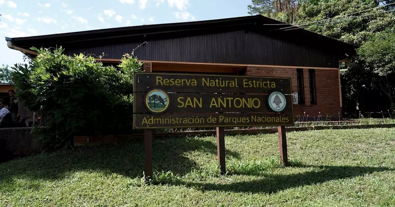 Cicatrizar la selva: cómo se recupera la tierra quemada o deforestada