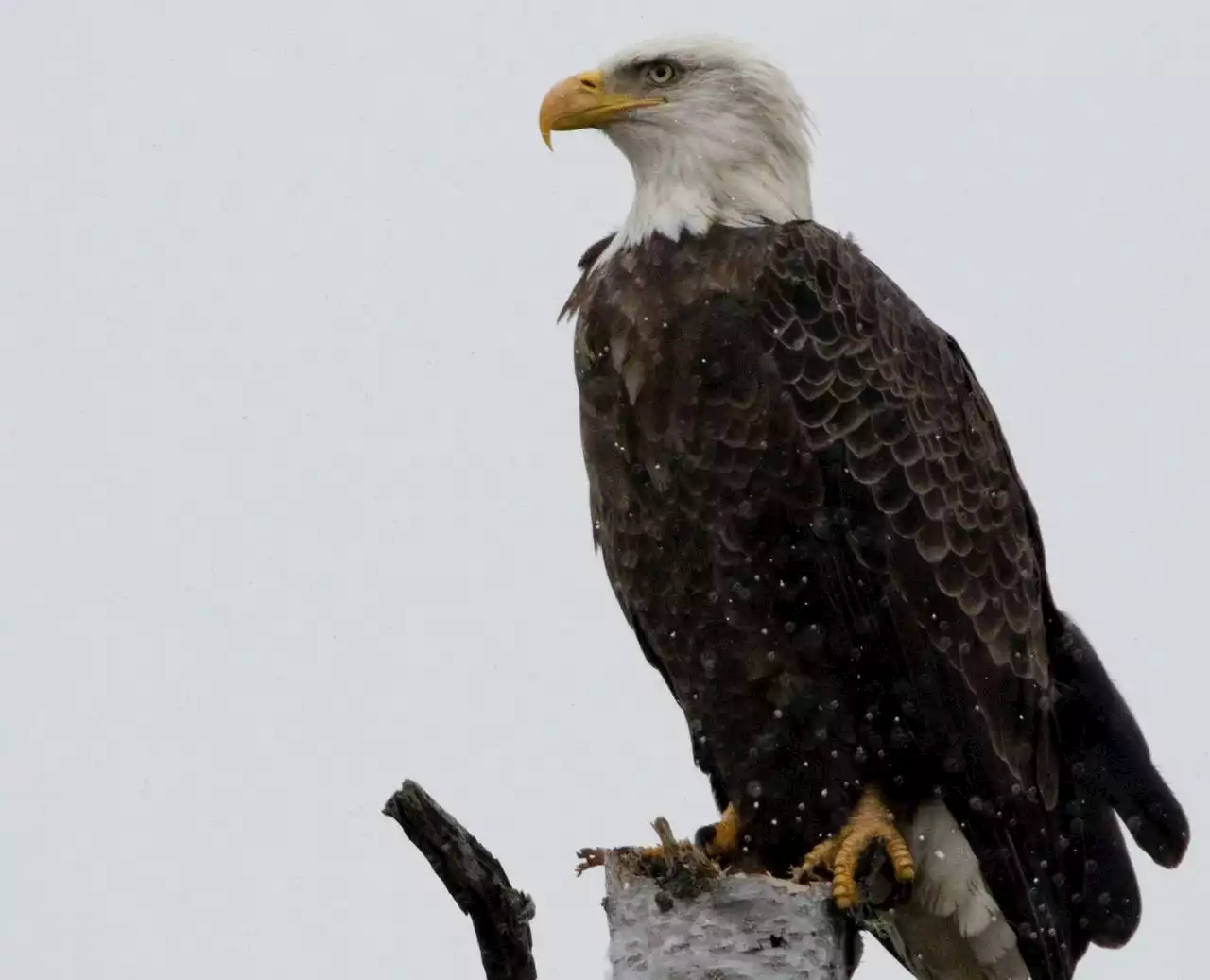 Ohio’s bald eagle population continues to rebound with now more than 800 nests