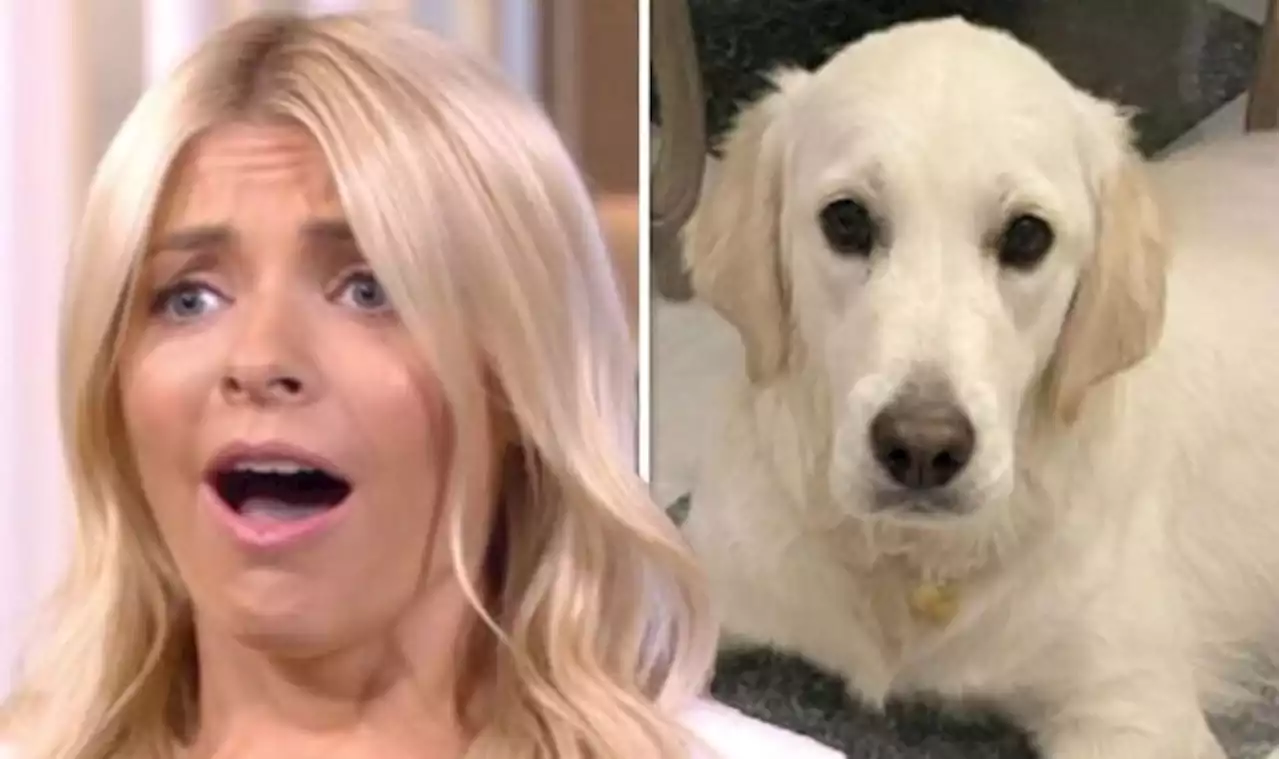 Holly Willoughby posts horrifying household blunder as her dog 'eats hoover'