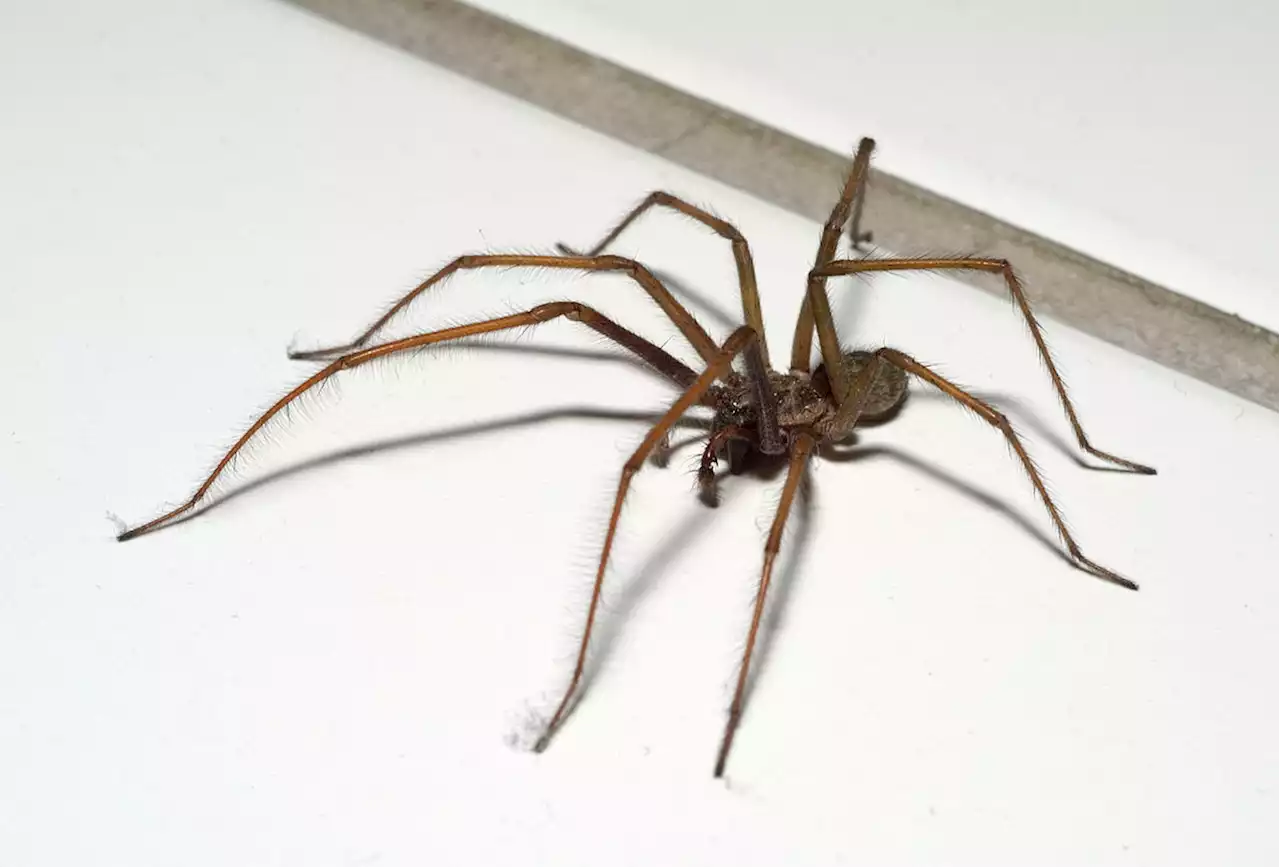 Op-Ed: Huntsman Spiders and the Art of War