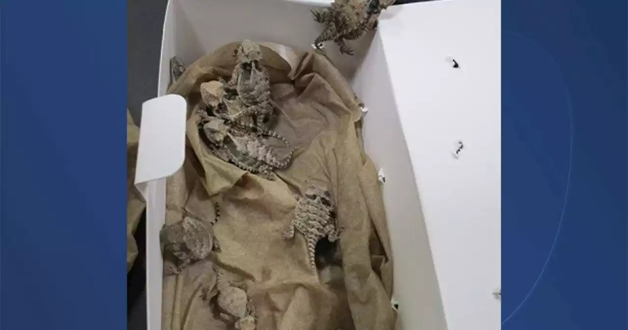 Man with 52 bags of reptiles hidden in clothing arrested at California-Mexico border