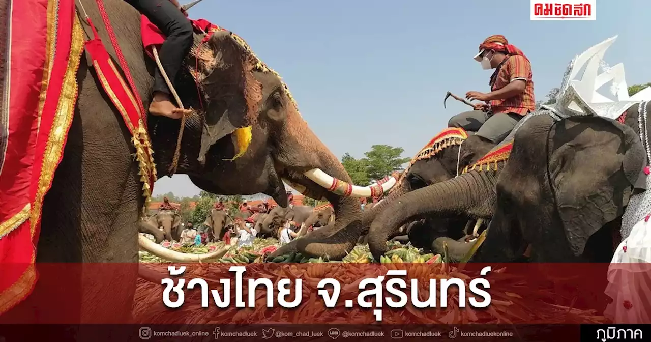 'วันช้างไทย' สุรินทร์ ยิ่งใหญ่ เลี้ยงบุฟเฟ่ต์ผลไม้ 'ช้าง' กว่า 80 เชือก