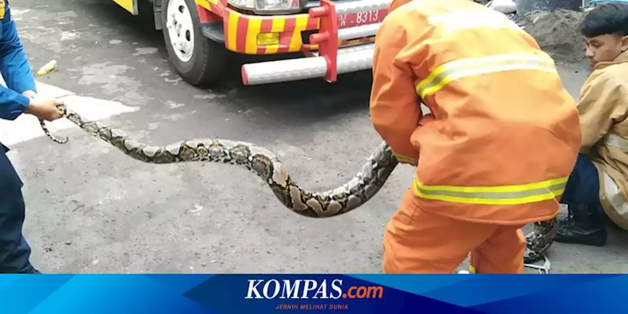 Sedang Asyik Mencuci Mobil, Warga Gresik Kaget Lihat Ular Piton 3 Meter Memangsa Kucing di Depan Rumah