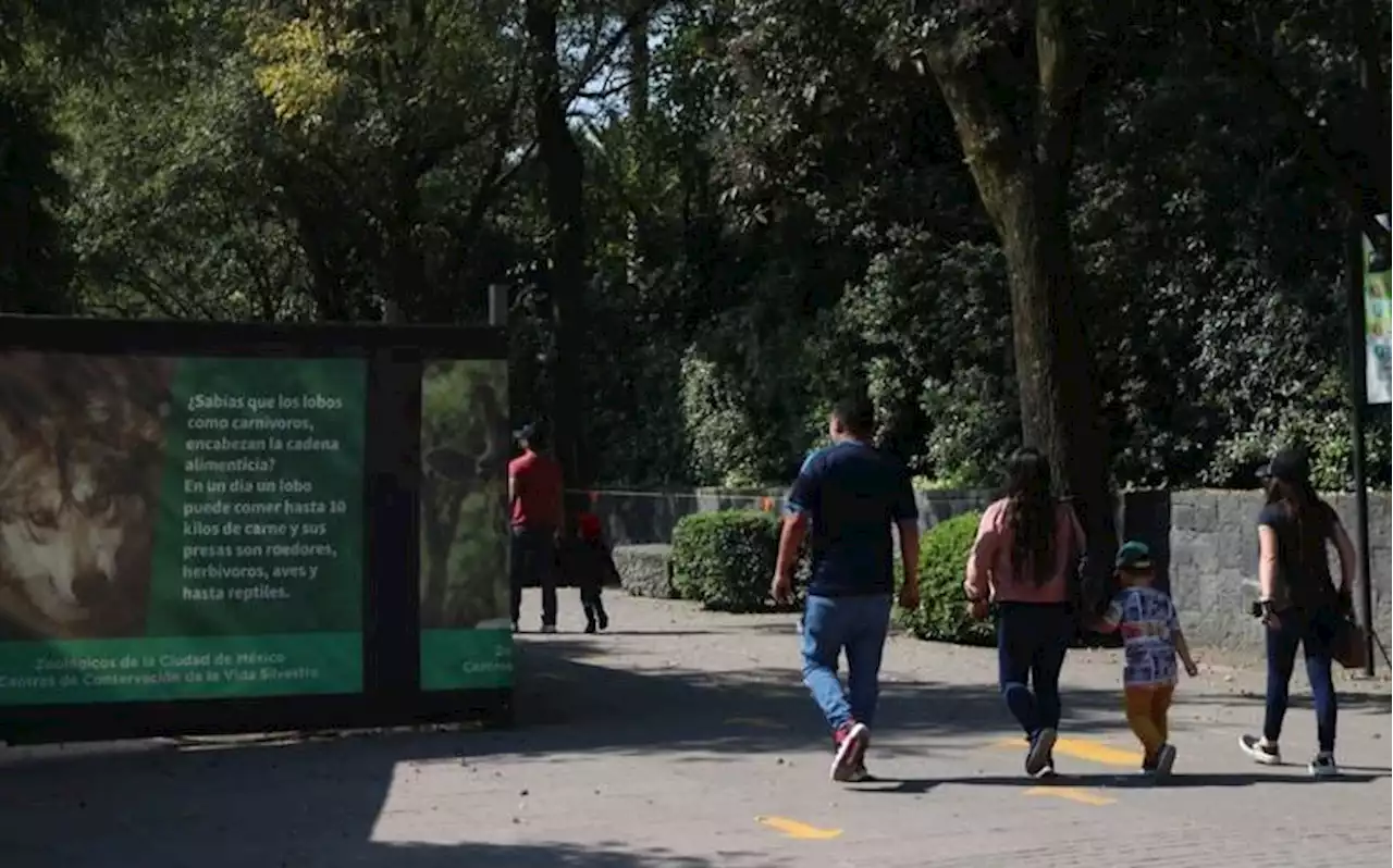 Mueren dos cachorros de lobo mexicano en el Zoológico de Chapultepec