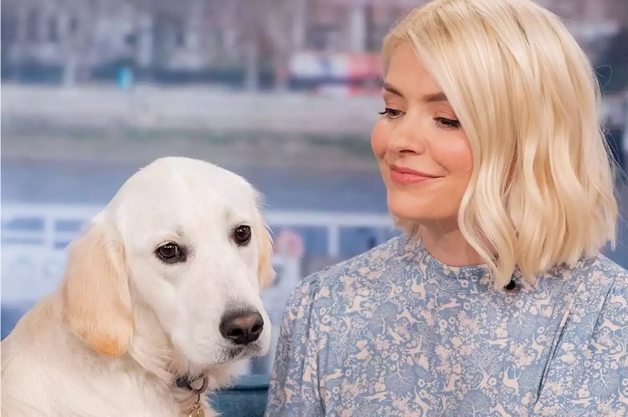 Holly Willoughby's dog Bailey 'ate' her hoover hours after she had cleaned it