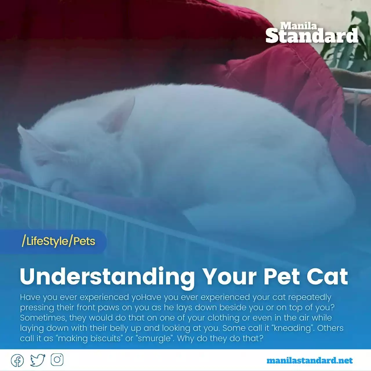 Understanding Your Pet Cat