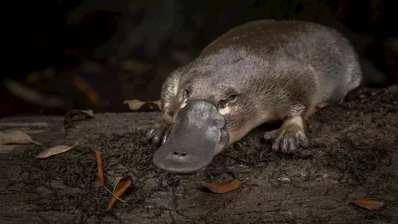 Thought to be common, the beloved platypus is actually declining fast