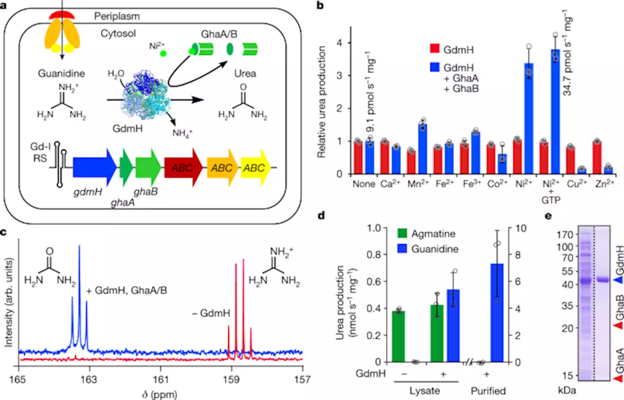 Discovery of a Ni2+-dependent guanidine hydrolase in bacteria - Nature