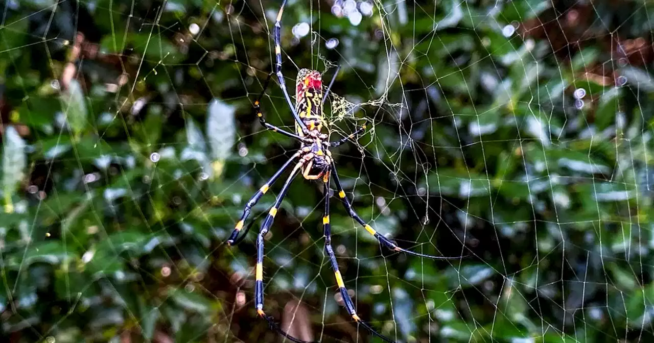 Opinion | The most annoying thing about joro spiders is part of why they're actually great