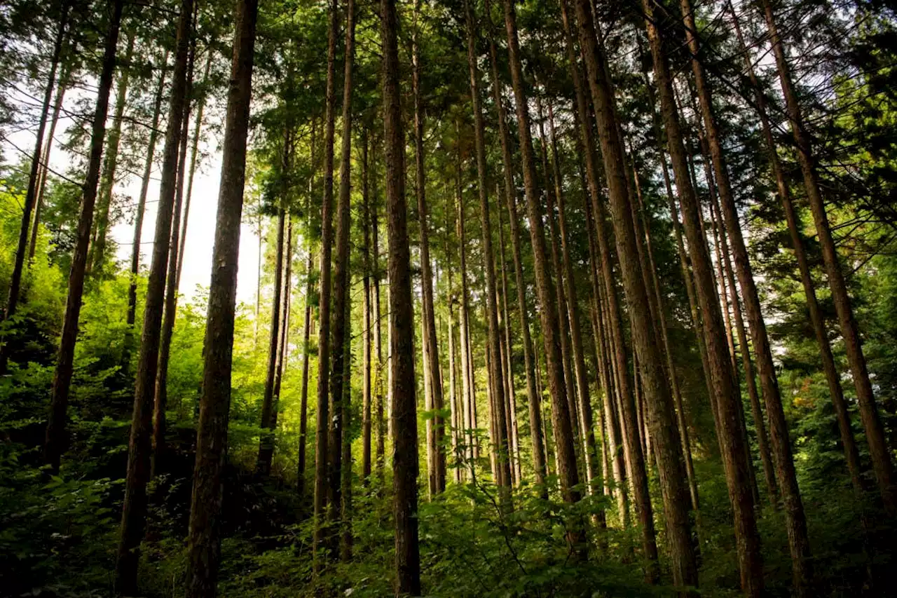 Trees that grow close together are better at withstanding storms