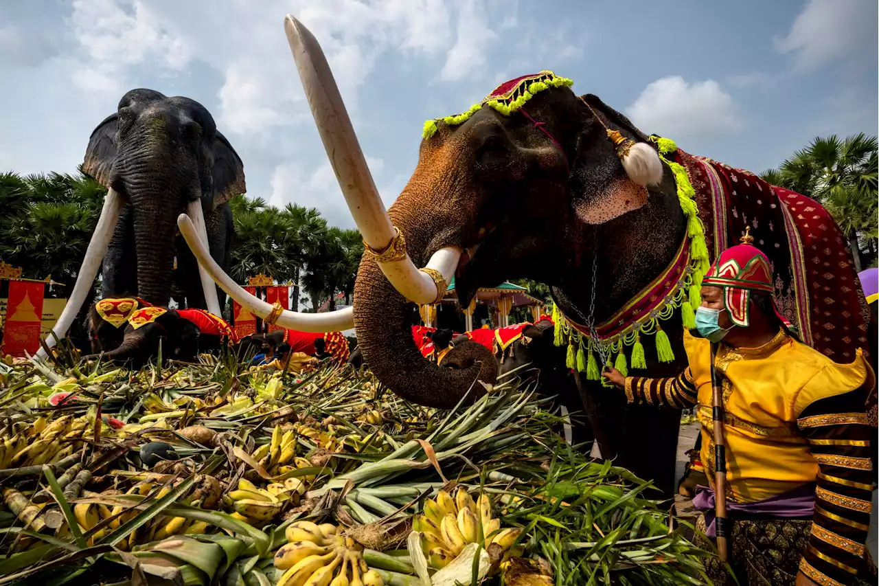 Thailand lays out buffet for elephants in national celebration