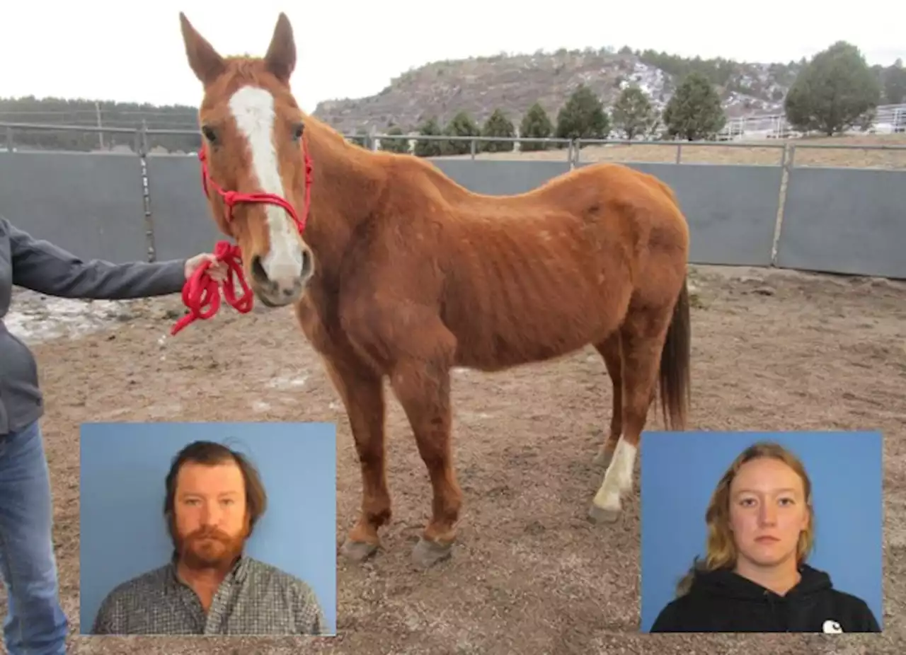 Affidavit Alleges Scheme To Ruin Ranch Owner By Neglecting Horses