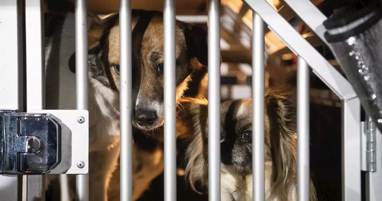 Makeshift shelter at Ukraine-Poland border takes in pets stranded in war