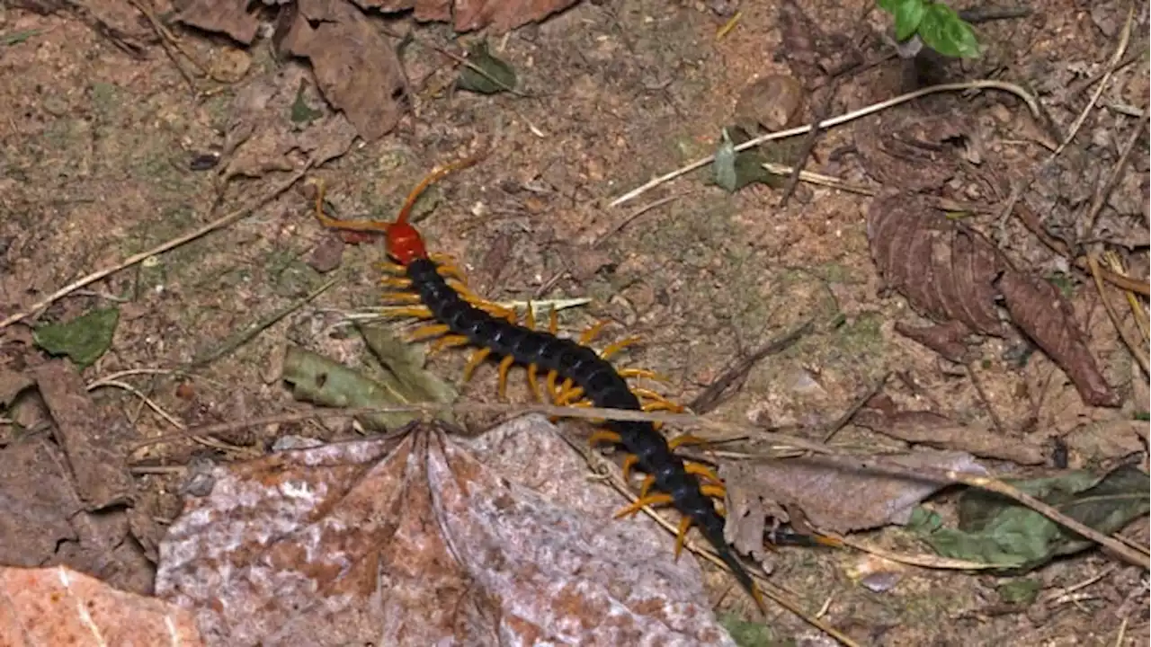 Ouch! Keep an eye out for redheaded centipedes