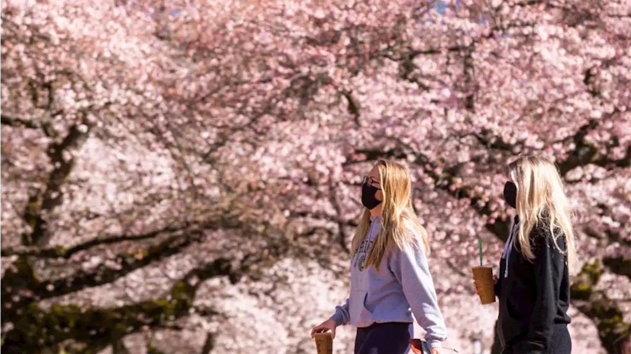 'The trees miss their admirers': UW cherry blossoms starting to show their colors