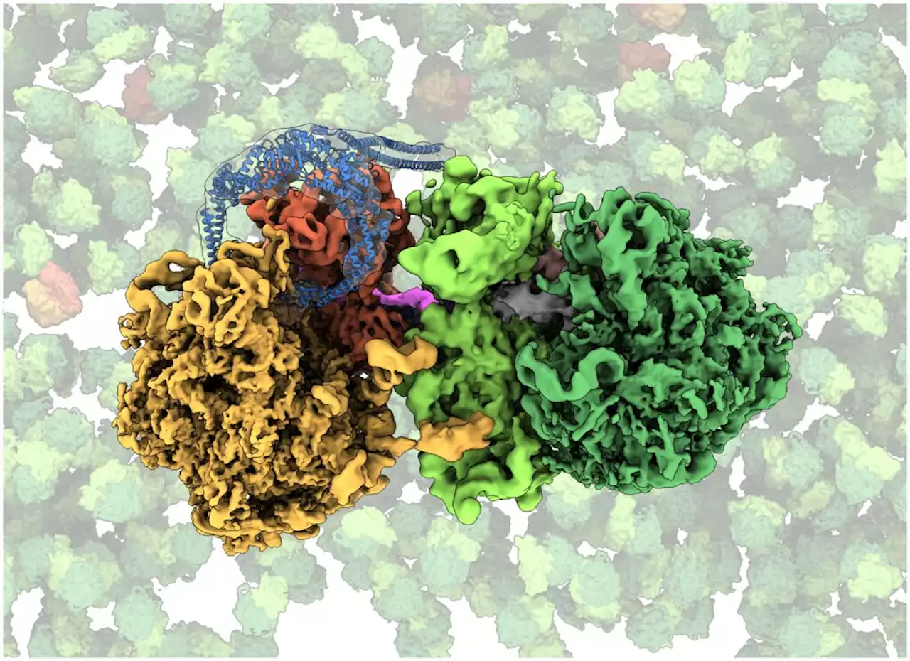 Researchers identify bacterial protein that senses and rescues 'stalled' ribosomes