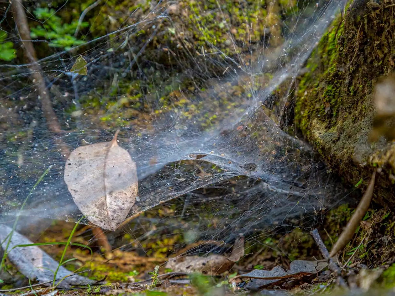 These spiders go off vibes to hunt in packs