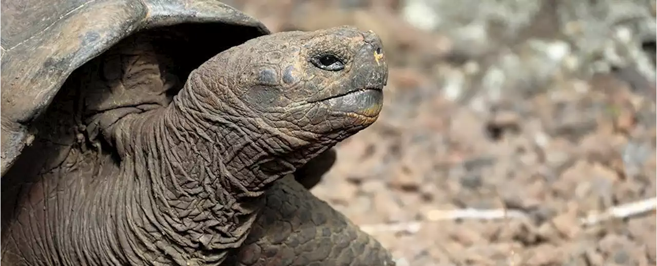 A Giant Tortoise Species Unknown to Science Has Been Discovered in Galapagos