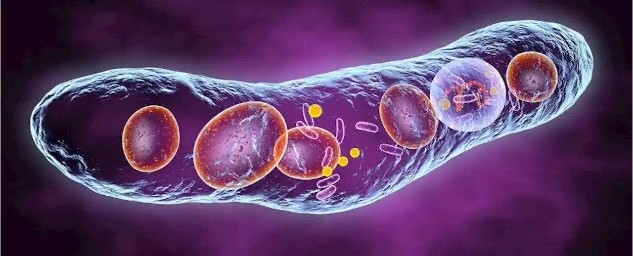 A Strain of Tuberculosis Traveled Across The Pacific Thousands of Years Pre-Contact