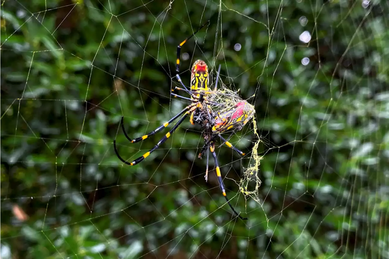 Joro spiders could make their way to New England. But it will take years — and they mean you no harm