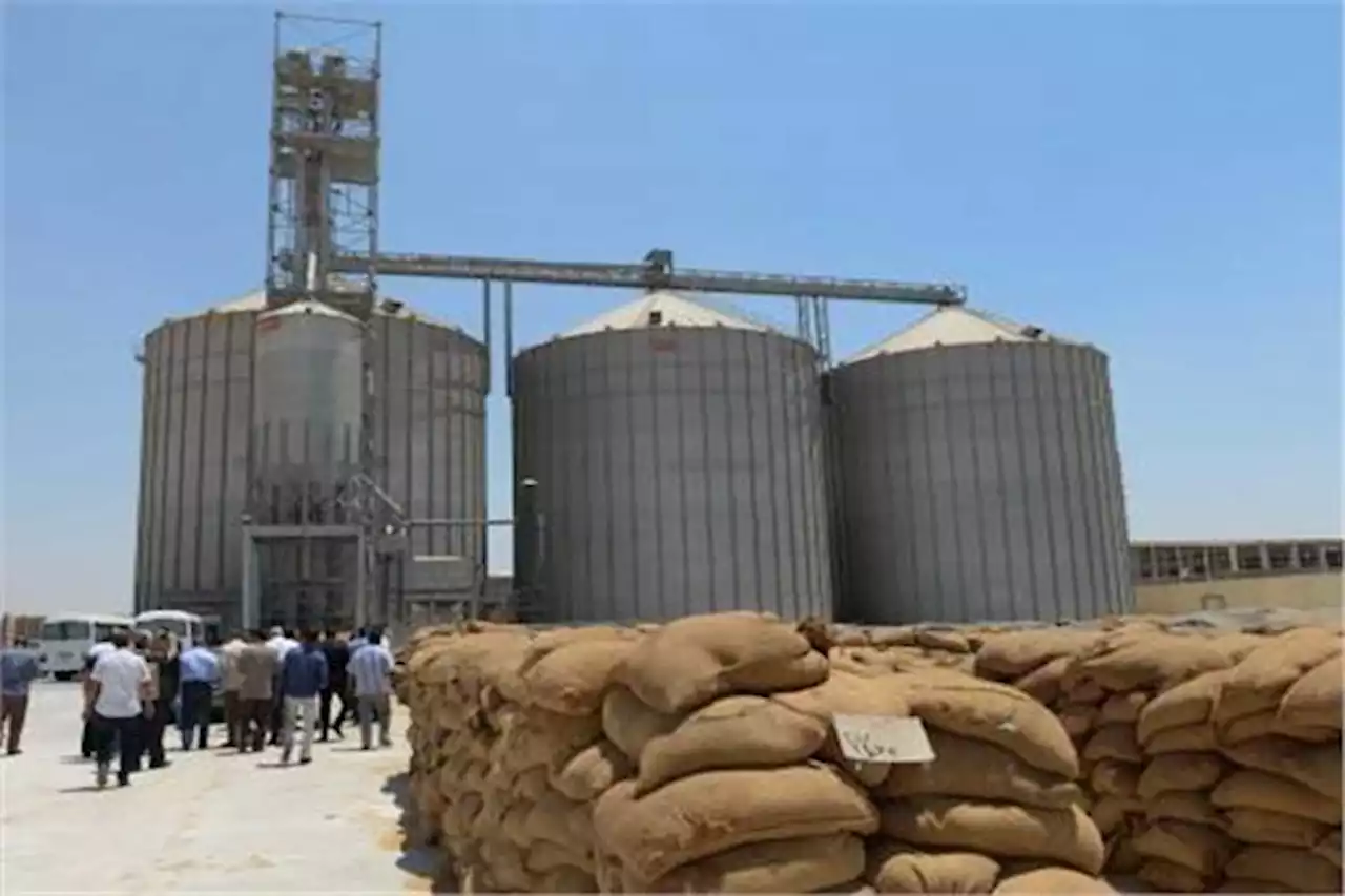 السر في الصوامع .. كيف أحكمت مصر قبضتها على ملف القمح رغم الأزمة؟