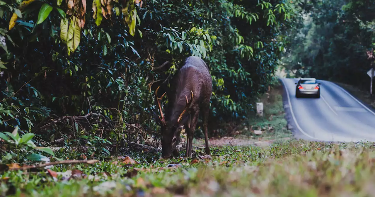 Roadkill for food? One state now has an app for that