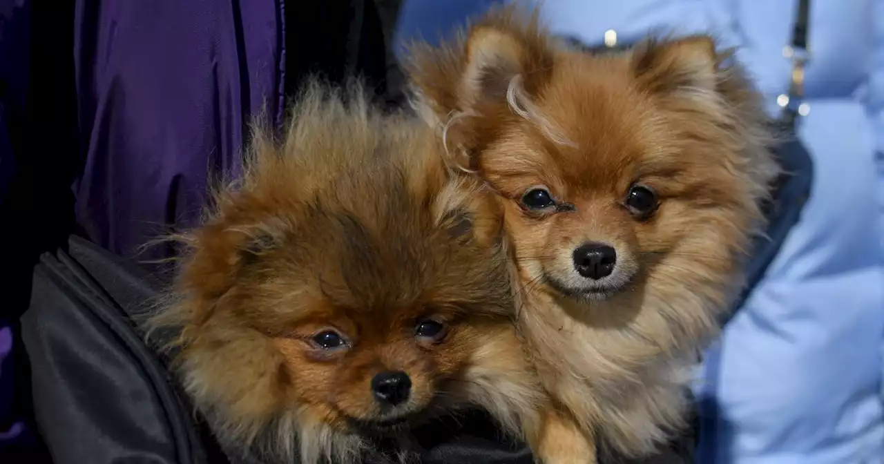 Russian invasion leaves countless pets misplaced, and volunteers struggle to provide