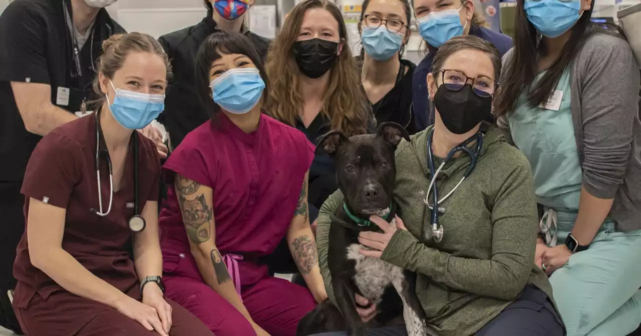 Pit bull nursed back to health after suffering from possible chemical/electrical burns