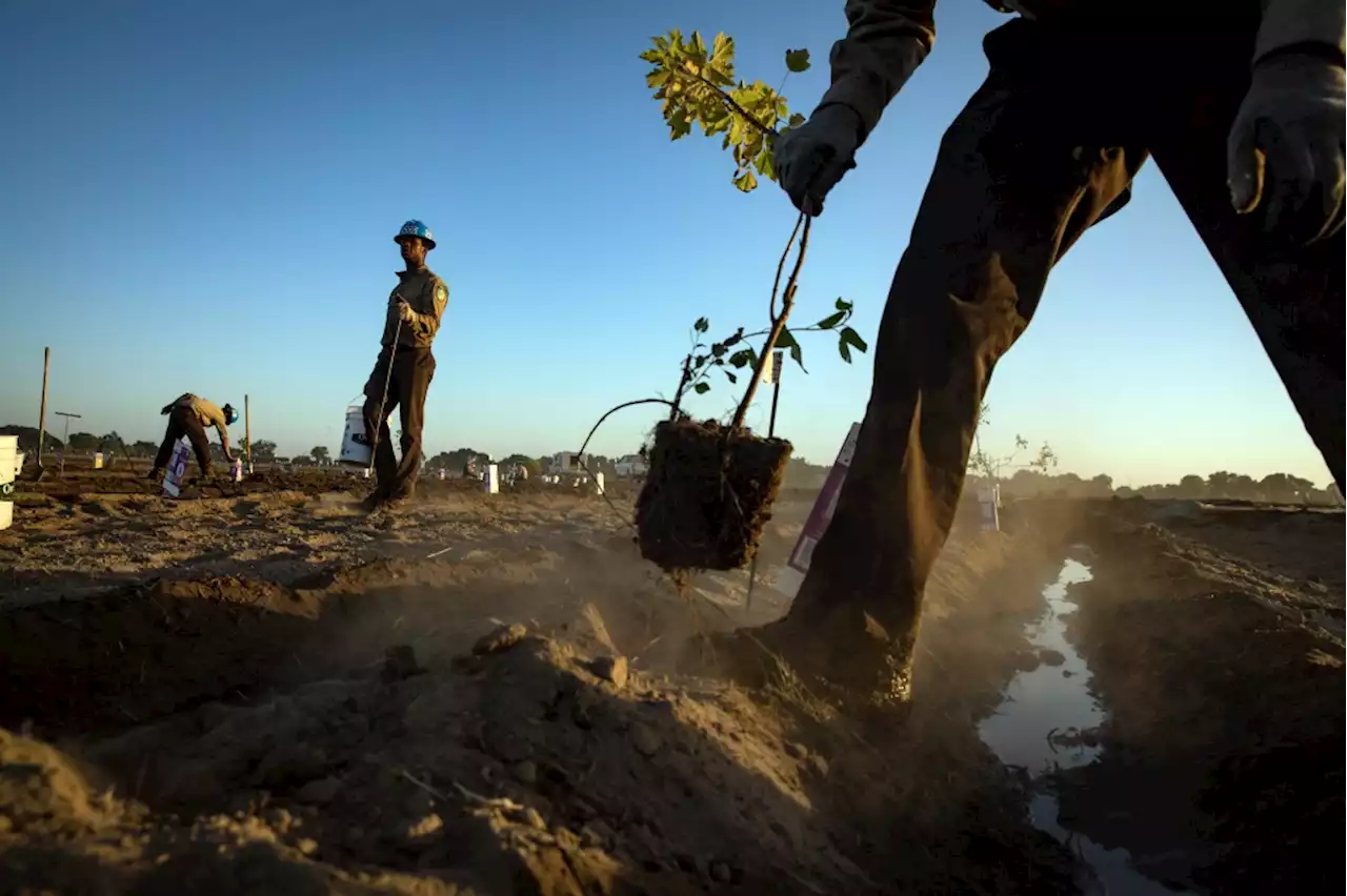 Tree planting is booming. Here’s how that could help, or harm, the planet.